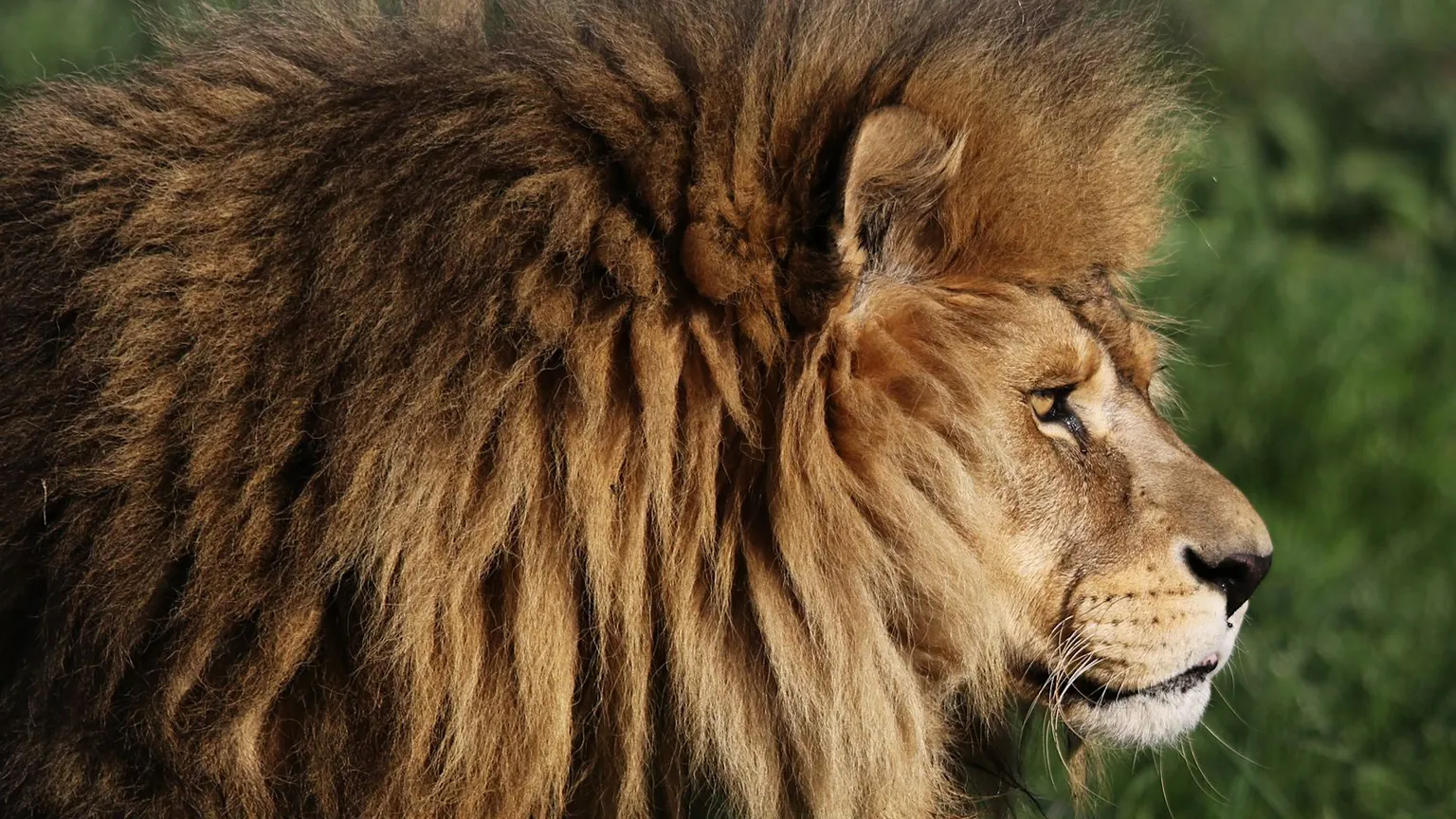 estereotipo de leo