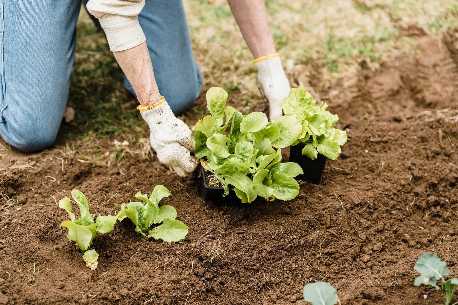 Manos plantando un brote en la tierra como símbolo de paciencia y constancia