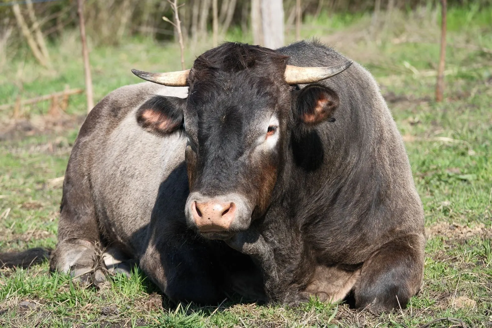Toro descansando en un prado verde, símbolo de la paciencia y terquedad de Tauro