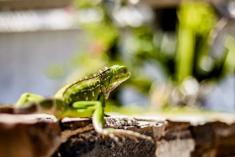 Close-up of a green iguana basking on a textured surface in sunny Venezuela.