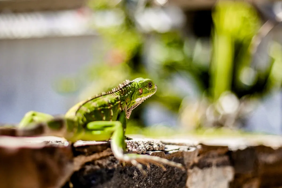Close-up of a green iguana basking on a textured surface in sunny Venezuela.
