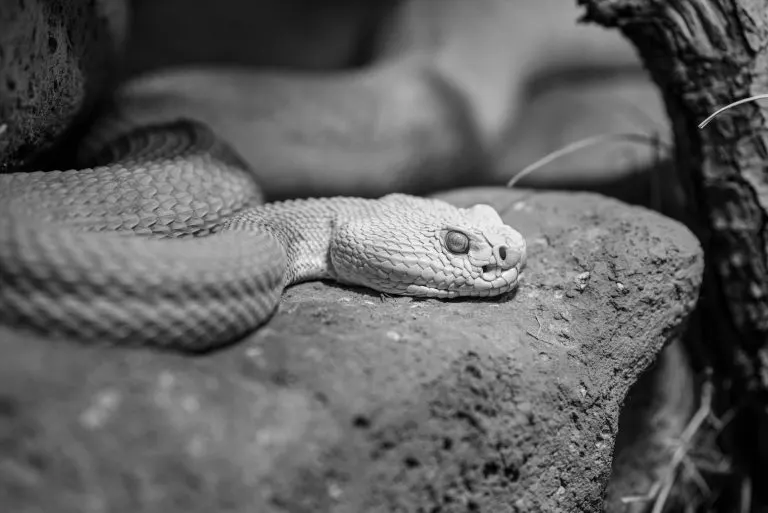 soñar con una serpiente blanca