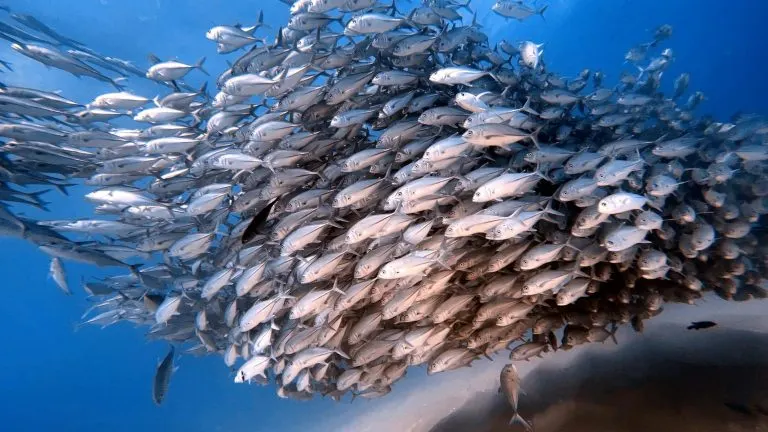 soñar con peces
