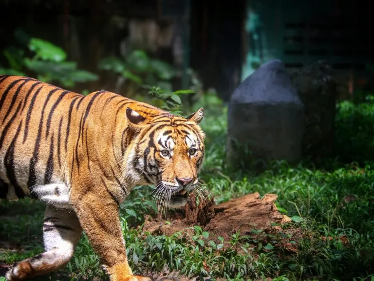 soñar con tigres