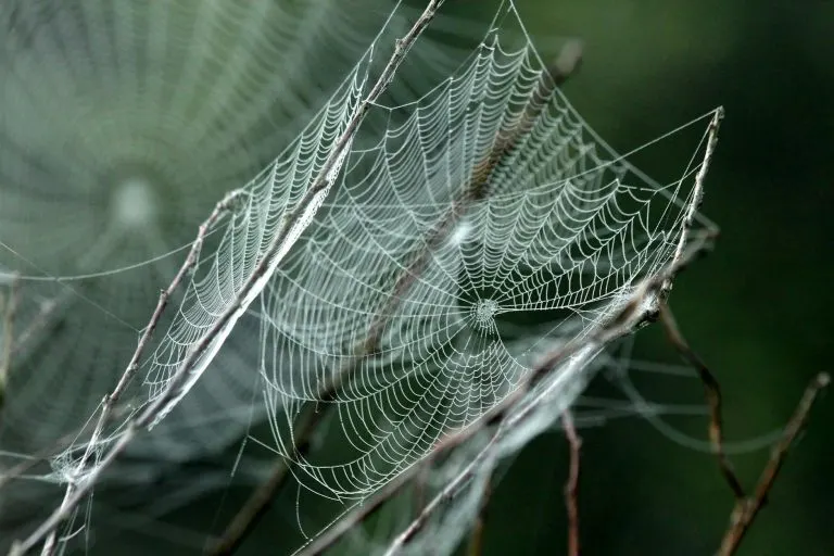 Soñar con una araña grande: significado soñar con una araña grande