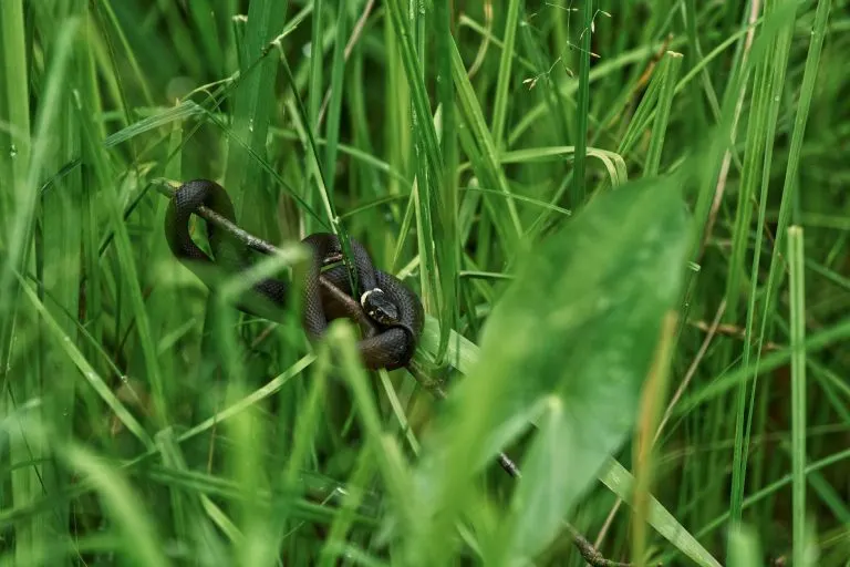 Soñar con una serpiente negra: significado soñar con una serpiente negra