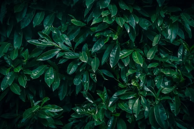 Laurel: significado espiritual y protección Laurel para protección espiritual y abundancia