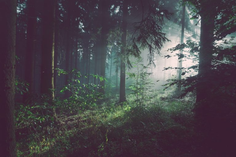Soñar con un bosque: significado e interpretación Soñar con bosques