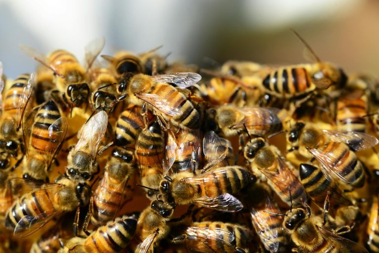 soñar con abejas