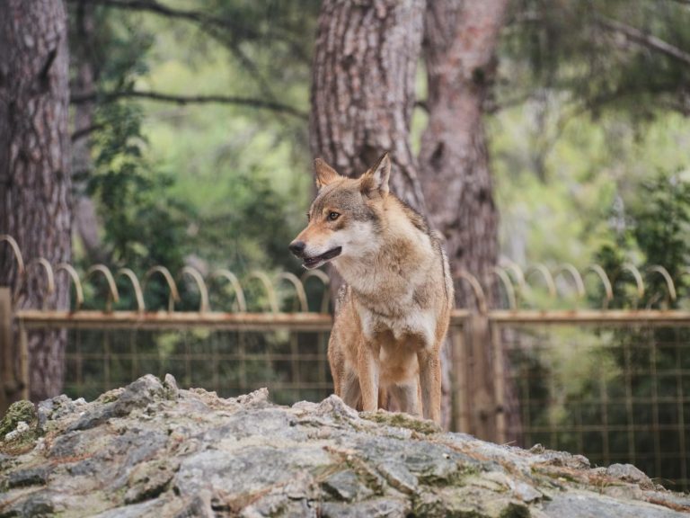 Soñar con lobos: significado e interpretación soñar con lobos