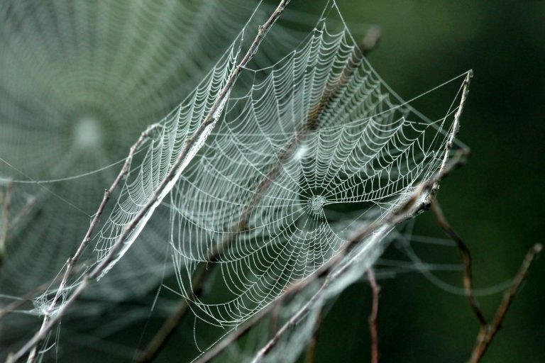 Soñar con una araña grande: significado soñar con una araña grande