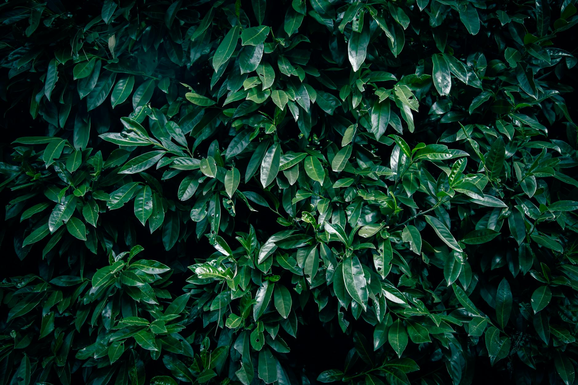 Hojas de laurel para proteger la casa
