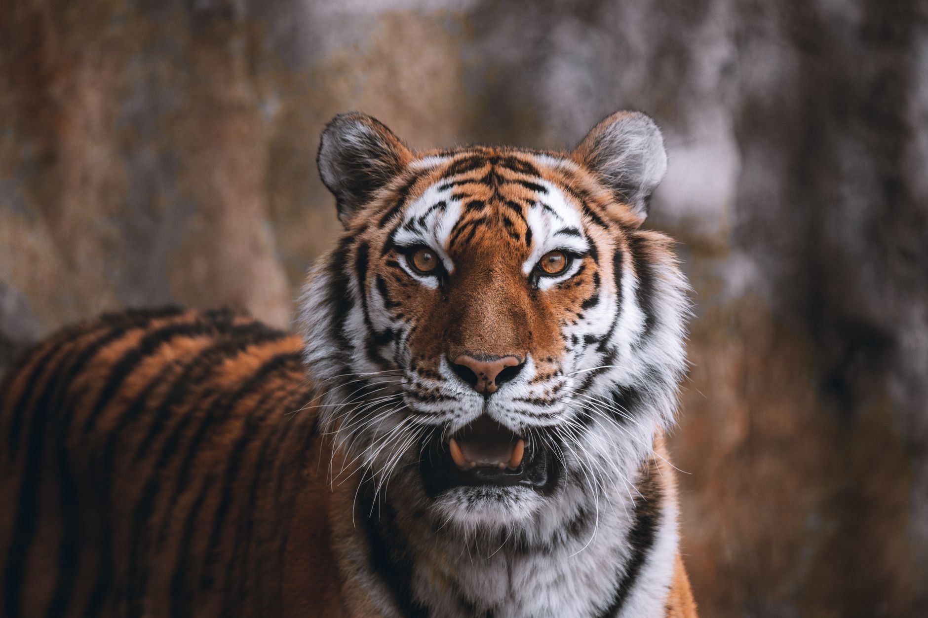 Ojo de tigre: significado espiritual, protección y fuerza Ojo de tigre en altar de protección espiritual