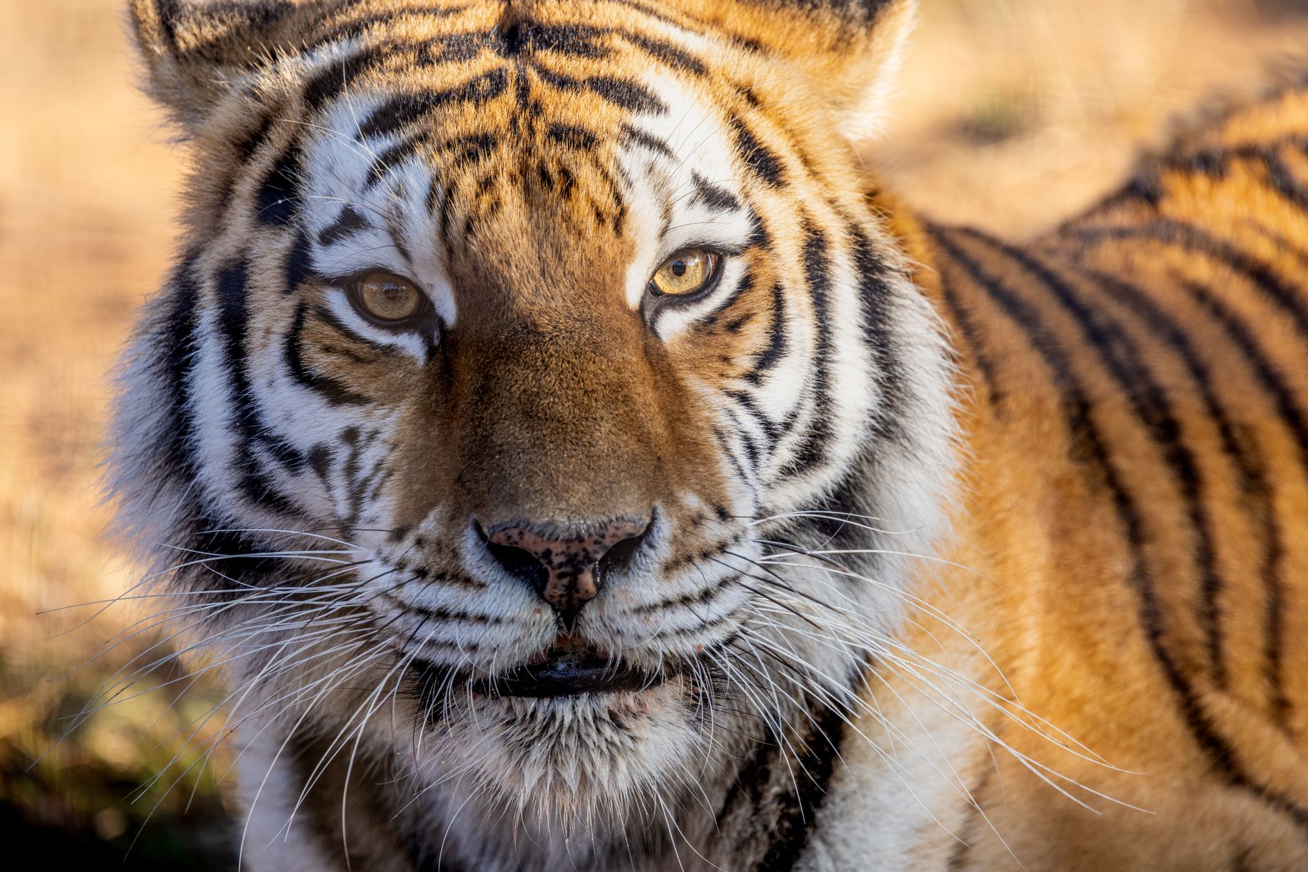 Ojo de tigre: significado espiritual, protección y fuerza Ojo de tigre para enfoque y prosperidad