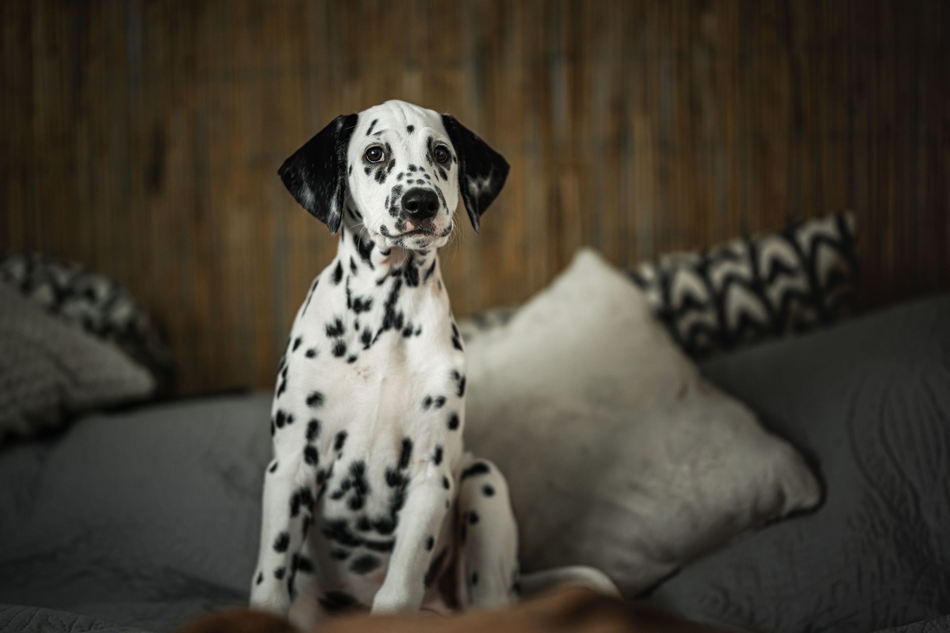 Jaspe dalmata: significado espiritual y alegria Jaspe dalmata como piedra de alegria practica y arraigo