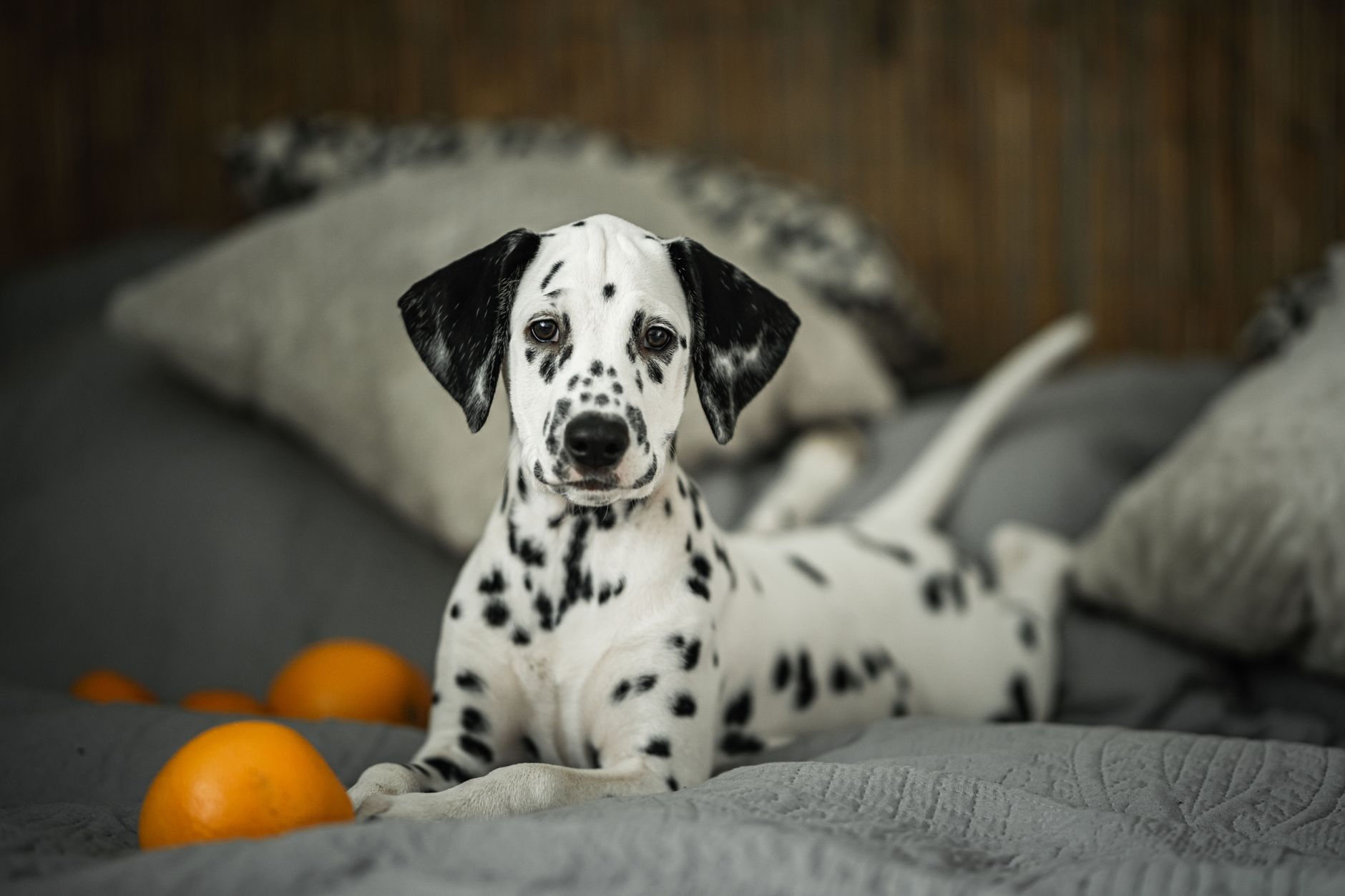 Jaspe dalmata para alegria espiritual y proteccion suave