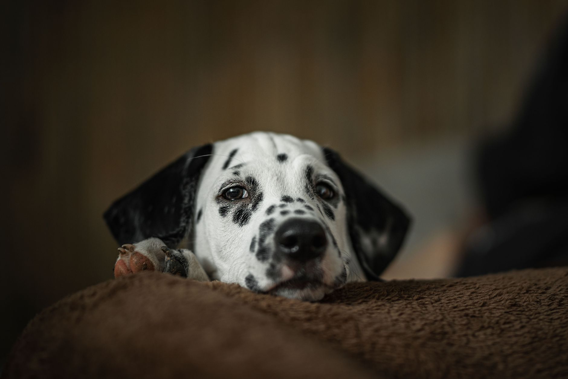 Jaspe dalmata: significado espiritual y alegria Jaspe dalmata en ritual sencillo para recuperar ligereza